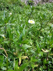 Jaegeria bellidiflora