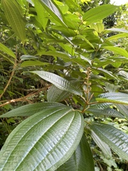 Miconia laevigata