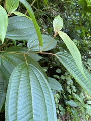 Miconia laevigata