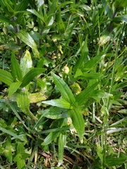 Jaegeria bellidiflora