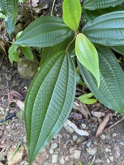Miconia laevigata