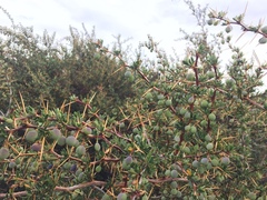 Berberis microphylla
