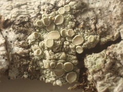 Lecanora leprosa