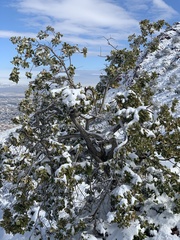 Quercus chihuahuensis