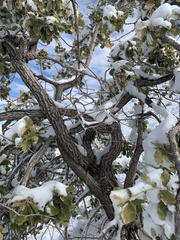 Quercus chihuahuensis