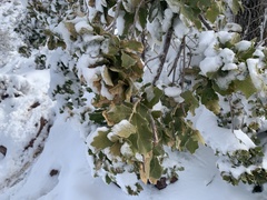 Quercus chihuahuensis