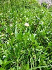 Jaegeria bellidiflora
