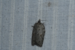 Acleris maximana
