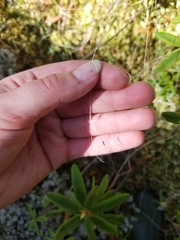 Carex trisperma