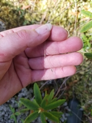 Carex trisperma