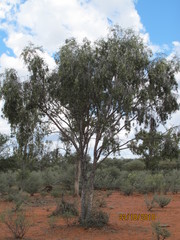 Flindersia maculosa