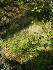 Carex trisperma