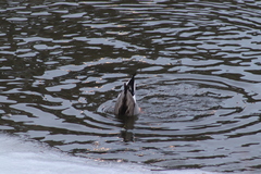 Anas platyrhynchos × acuta