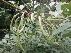 Erythrina crista-galli