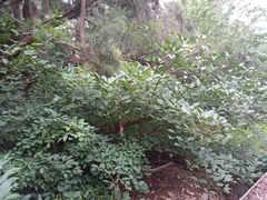 Erythrina crista-galli