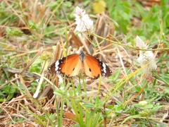 Danaus chrysippus