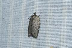 Acleris maximana