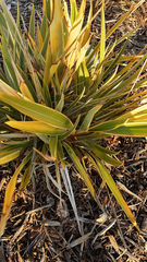 Aciphylla aurea