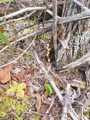 Platanthera obtusata