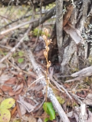 Platanthera obtusata