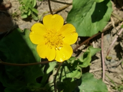 Ranunculus lanuginosus