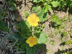 Ranunculus lanuginosus
