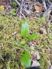 Platanthera obtusata