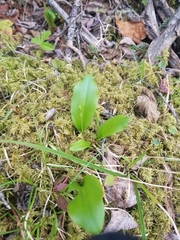 Platanthera obtusata