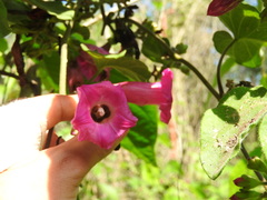 Ipomoea peteri