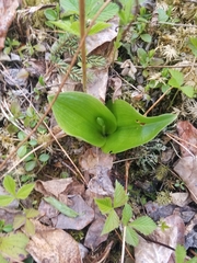 Platanthera orbiculata