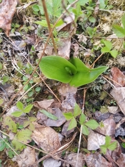 Platanthera orbiculata
