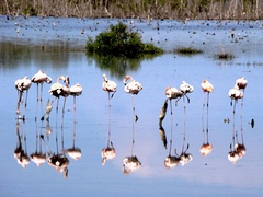 Phoenicopterus ruber