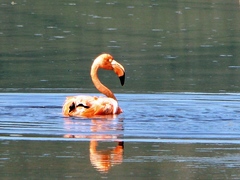 Phoenicopterus ruber