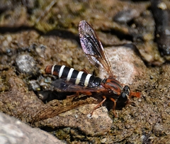 Apiophora paulseni