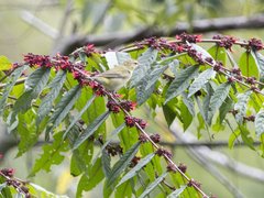 Leiothlypis peregrina