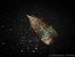 Heteromicta tripartitella