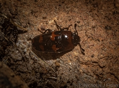 Episcaphula duplopunctata