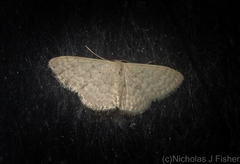 Idaea eretmopus