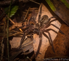 Heteropoda distincta