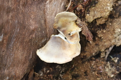 Pleurotus purpureo-olivaceus