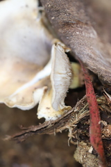 Pleurotus purpureo-olivaceus