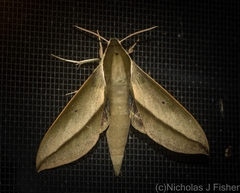 Theretra queenslandi