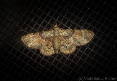 Gymnoscelis derogata