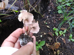 Trogia cantharelloides