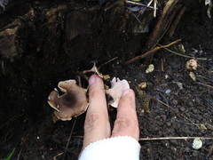 Trogia cantharelloides