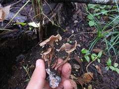 Trogia cantharelloides