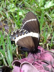 Papilio garamas garamas