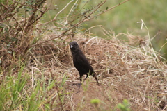 Myrmecocichla aethiops