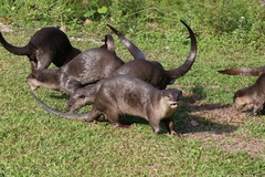 Lutrogale perspicillata