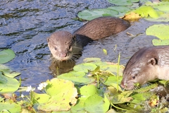 Lutrogale perspicillata